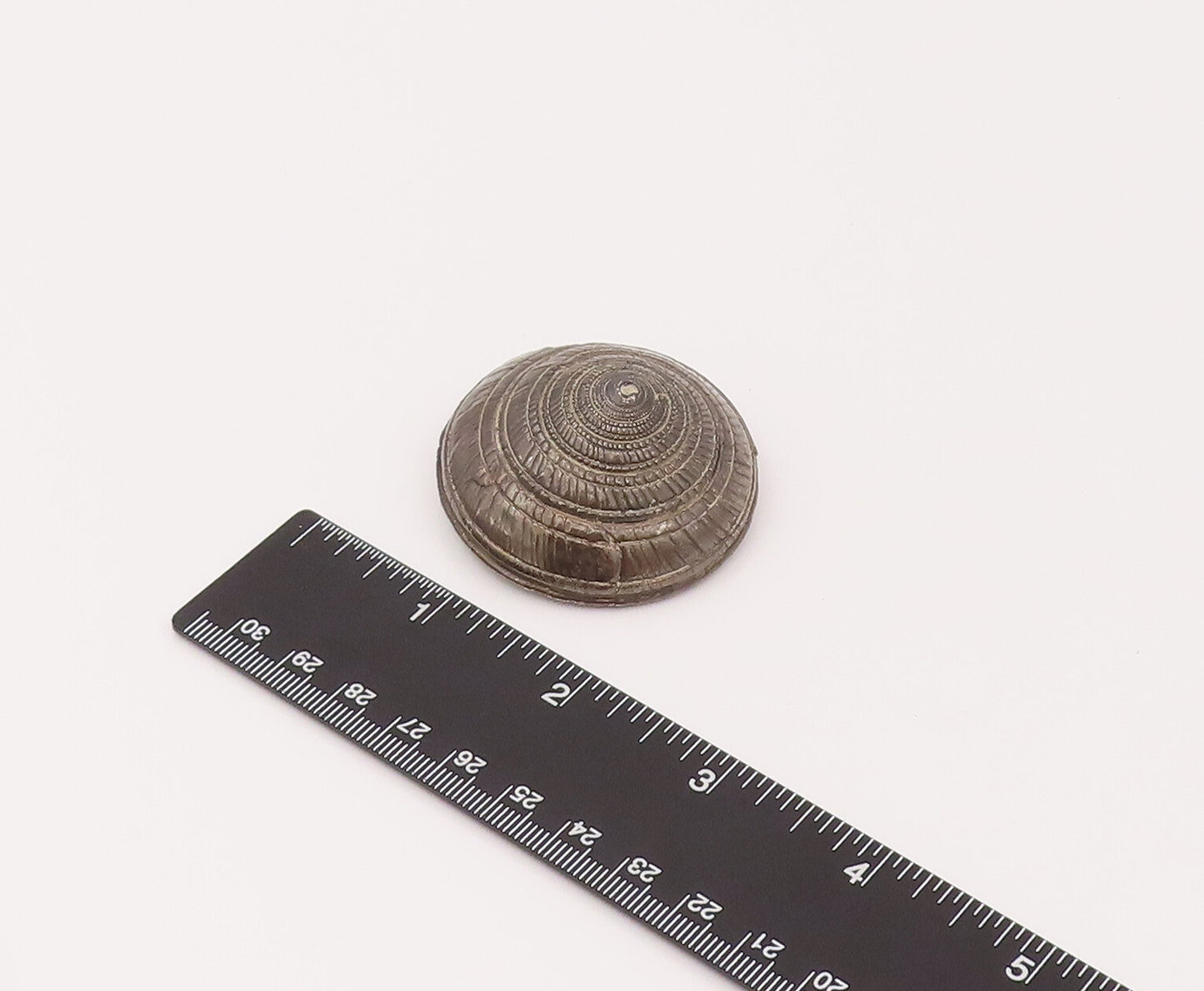 925 Sterling Silver Vintage Dome Puffy Carved Spiral Shell Paper Weight TR3511