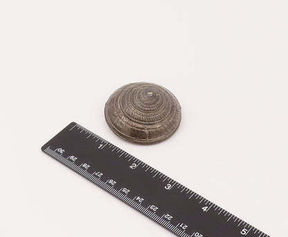 925 Sterling Silver Vintage Dome Puffy Carved Spiral Shell Paper Weight TR3511